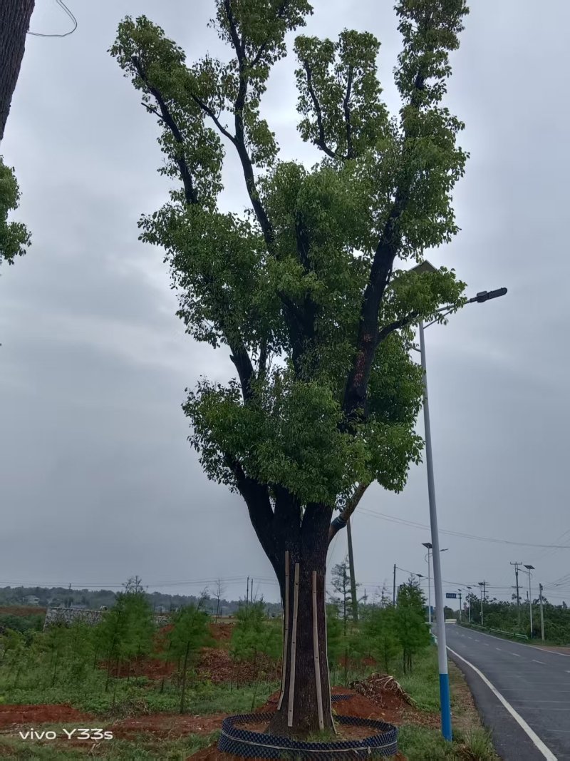 基地直销50-80公分骨架移植香樟，