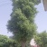 基地直销50-80公分骨架移植香樟，