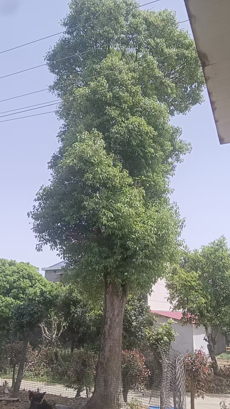 基地直销50-80公分骨架移植香樟，