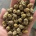 紫皮石斛枫斗统