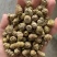 紫皮石斛枫斗统
