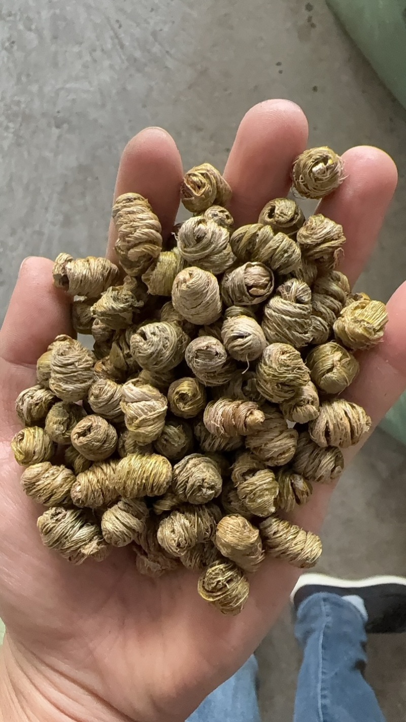 紫皮石斛枫斗统