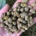 紫皮石斛枫斗统