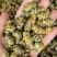铁皮石斛枫斗