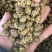 铁皮石斛枫斗