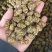 铁皮石斛枫斗