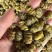 铁皮石斛枫斗