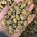 铁皮石斛枫斗