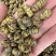铁皮石斛枫斗