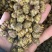 铁皮石斛枫斗