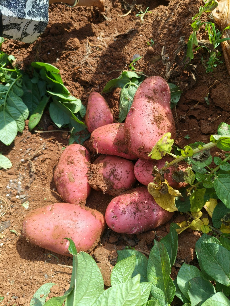 土豆一件代发云南昆明仓库发货包邮包售后精品货