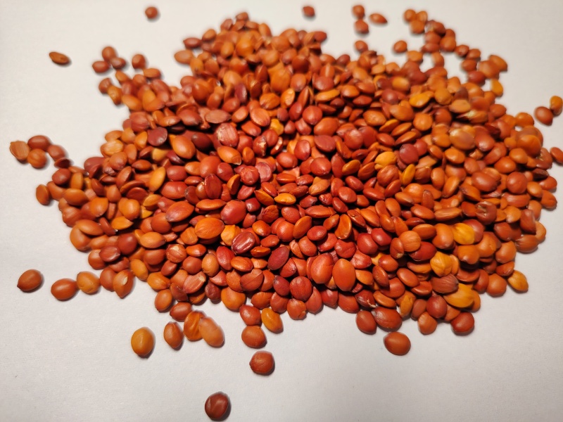 酸枣仁育苗用酸枣仁酸枣种植酸枣树苗酸枣仁98货