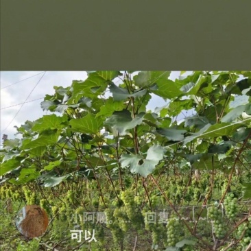 水晶葡萄苗