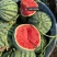 (实力)山东甜王西瓜产地直发,脆甜多汁,可视频看货发全国
