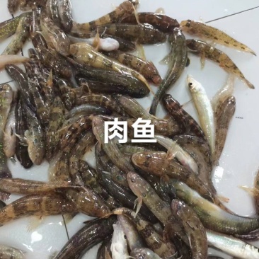 狗母鱼(肉鱼)，肉多刺少，香煎/油炸/干锅/罐头皆大欢喜