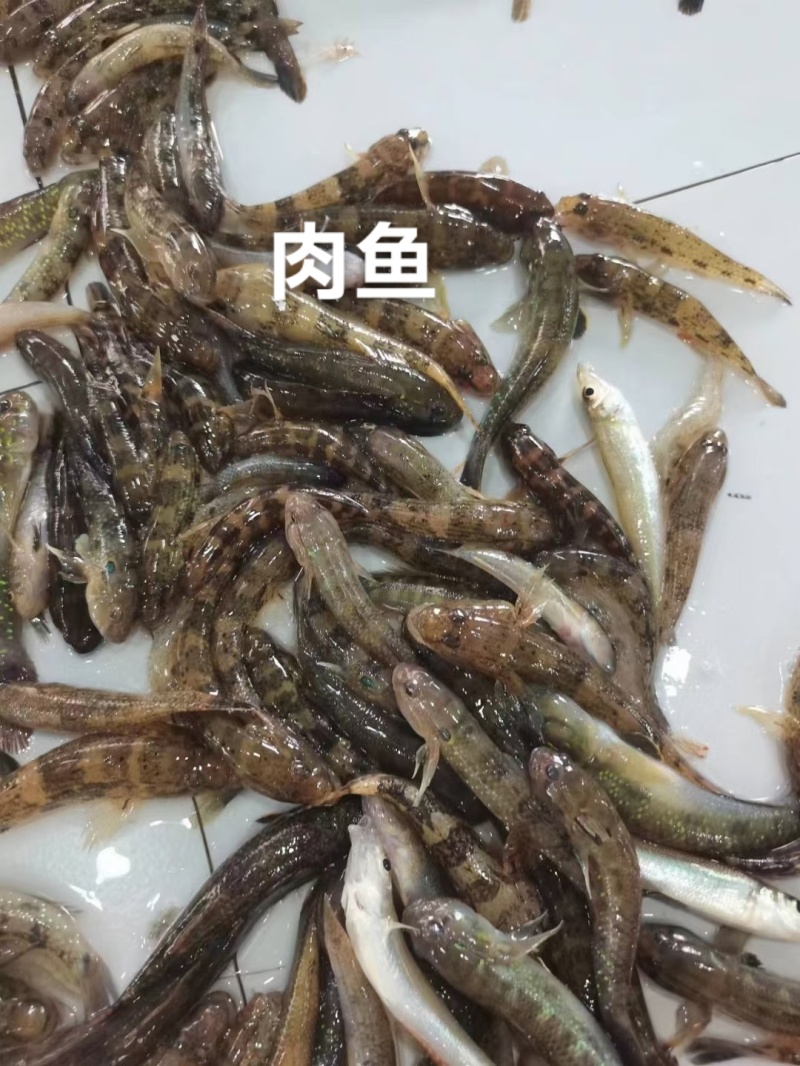 狗母鱼(肉鱼)，肉多刺少，香煎/油炸/干锅/罐头皆大欢喜