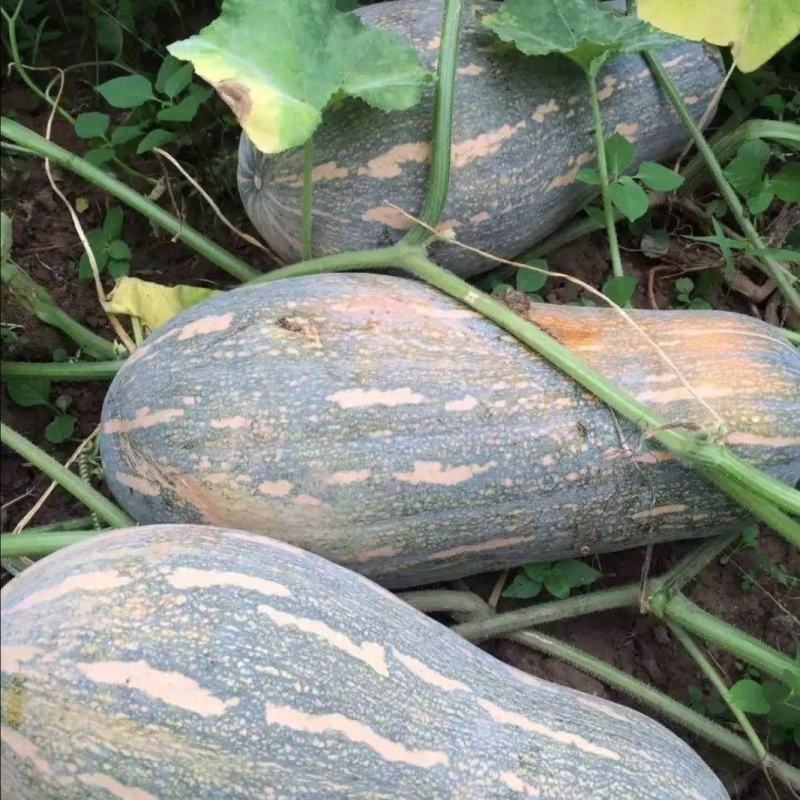 兴蔬金优蜜2号蜜本南瓜种子肉质紧致食用粉糯香甜面大南瓜籽