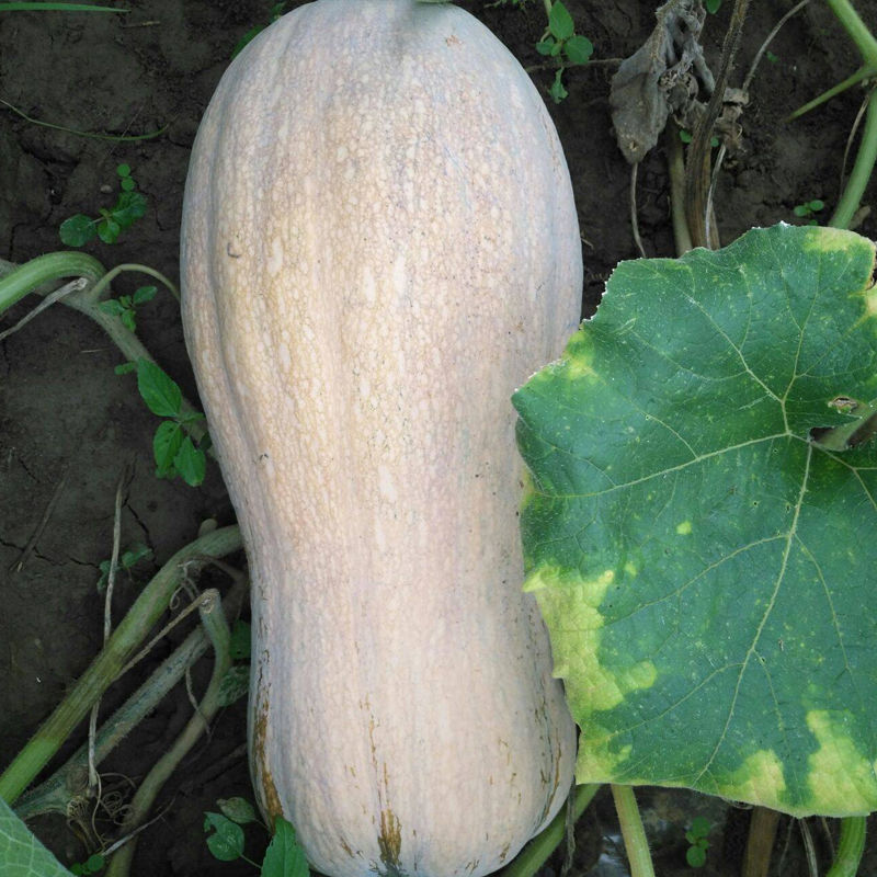 兴蔬金优蜜2号蜜本南瓜种子肉质紧致食用粉糯香甜面大南瓜籽