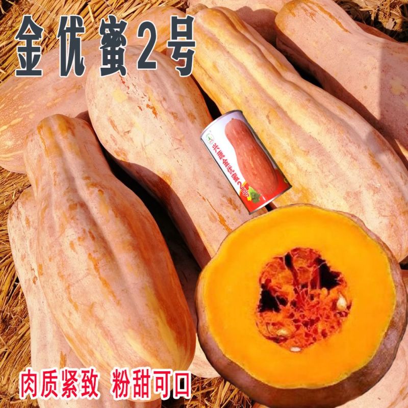 兴蔬金优蜜2号蜜本南瓜种子肉质紧致食用粉糯香甜面大南瓜籽