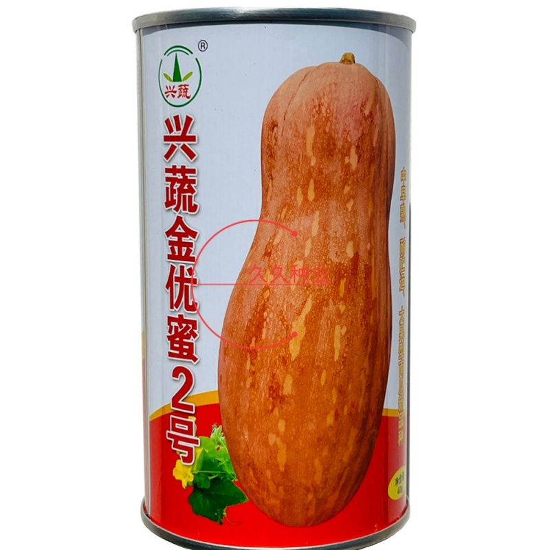 兴蔬金优蜜2号蜜本南瓜种子肉质紧致食用粉糯香甜面大南瓜籽
