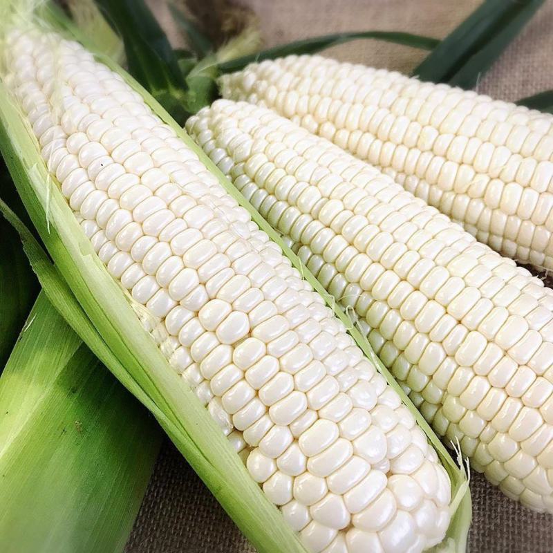 澳银糯160玉米种子早熟大棒甜糯玉米种子春季播种鲜食