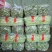 精品架豆王大量上市