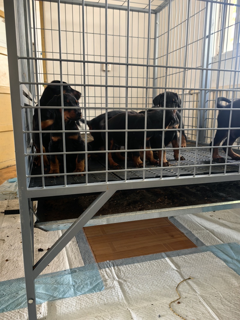 杜宾狗狗，潍坊杜宾血统杜宾，小狗，幼犬