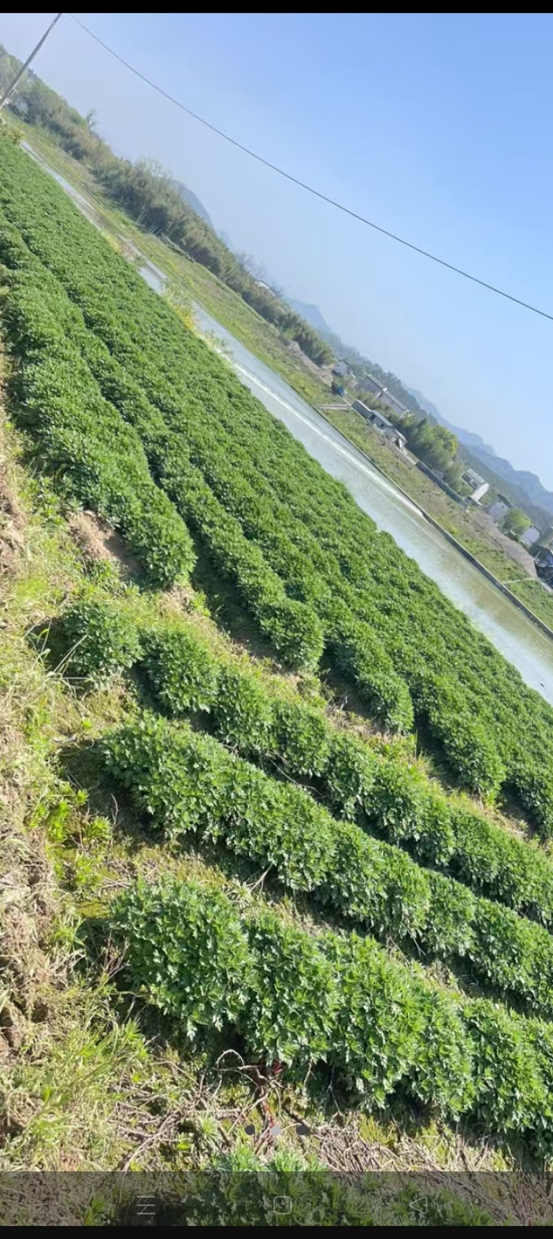 菊花苗，婺源皇菊苗，金丝皇菊花苗，贡菊苗，大黄菊花苗