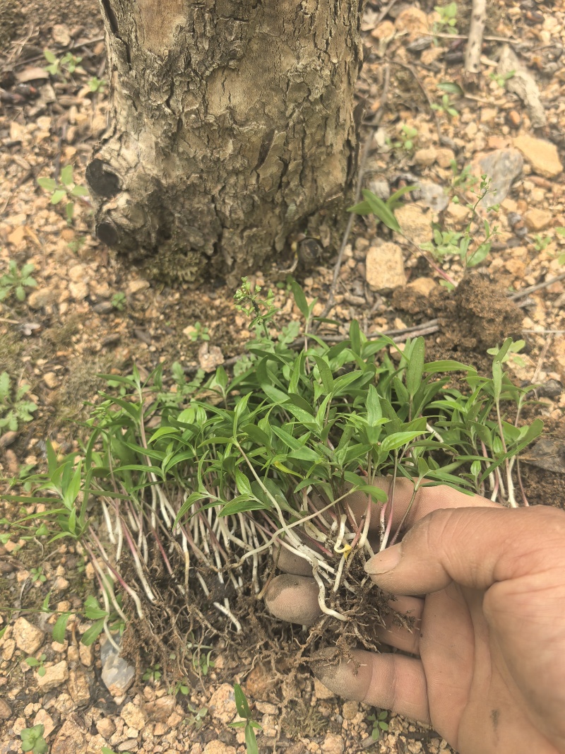 山茱萸芽苗枣皮树芽苗山萸肉芽苗