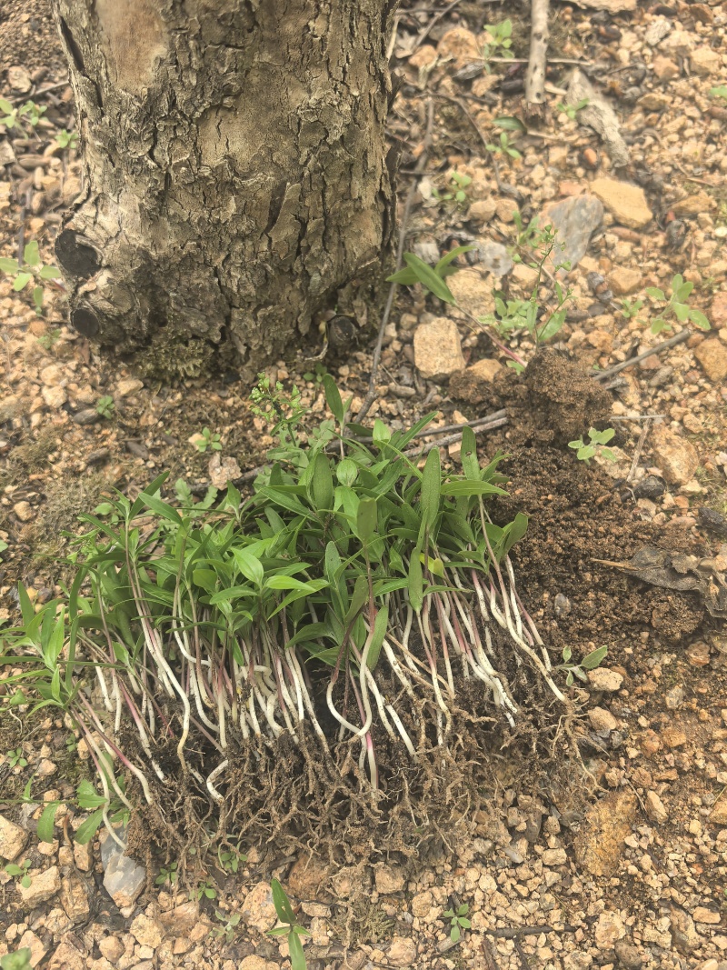 山茱萸芽苗枣皮树芽苗山萸肉芽苗