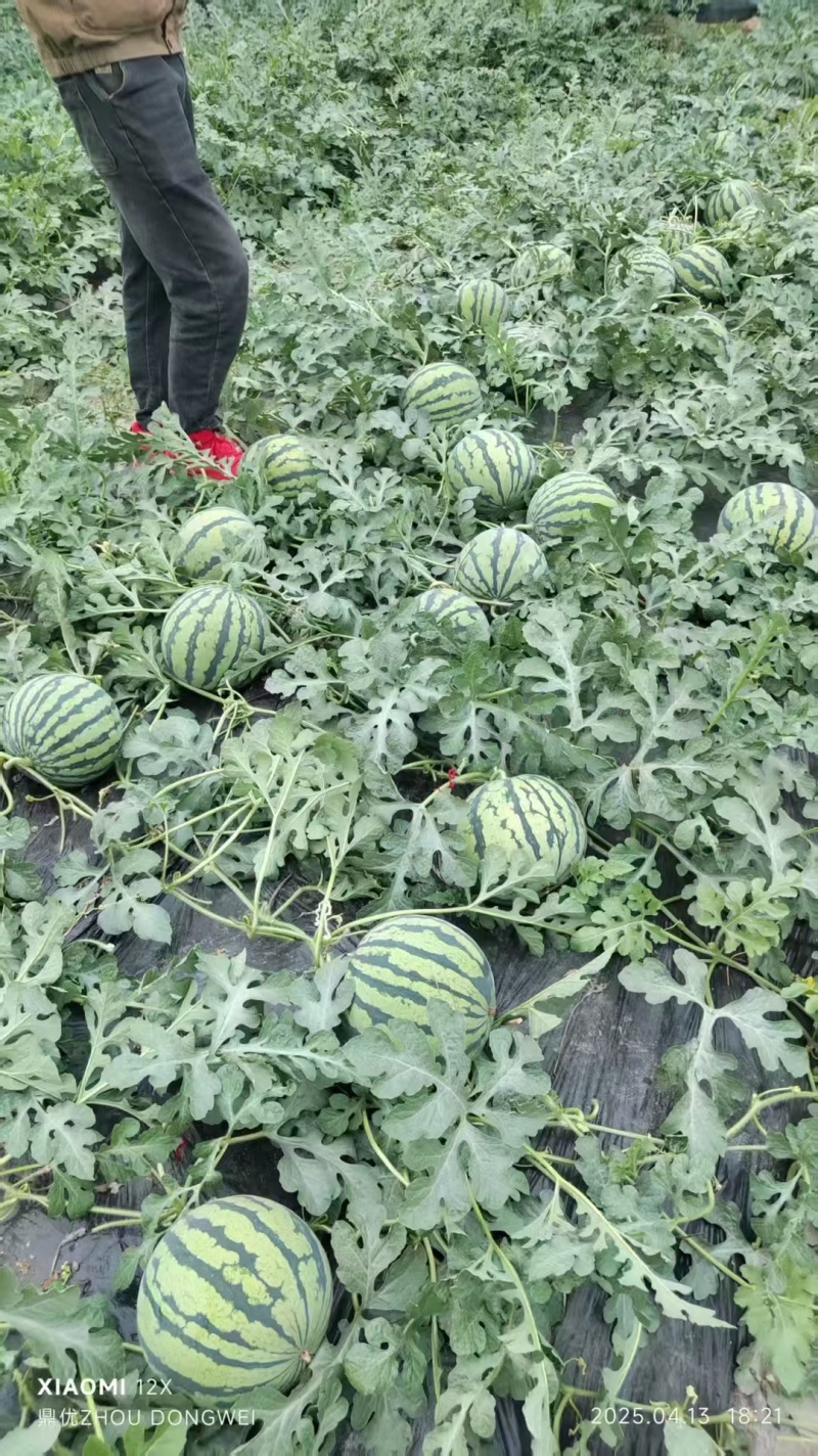 精品美都麒麟西瓜，大量上市，产地直发，货源充足。