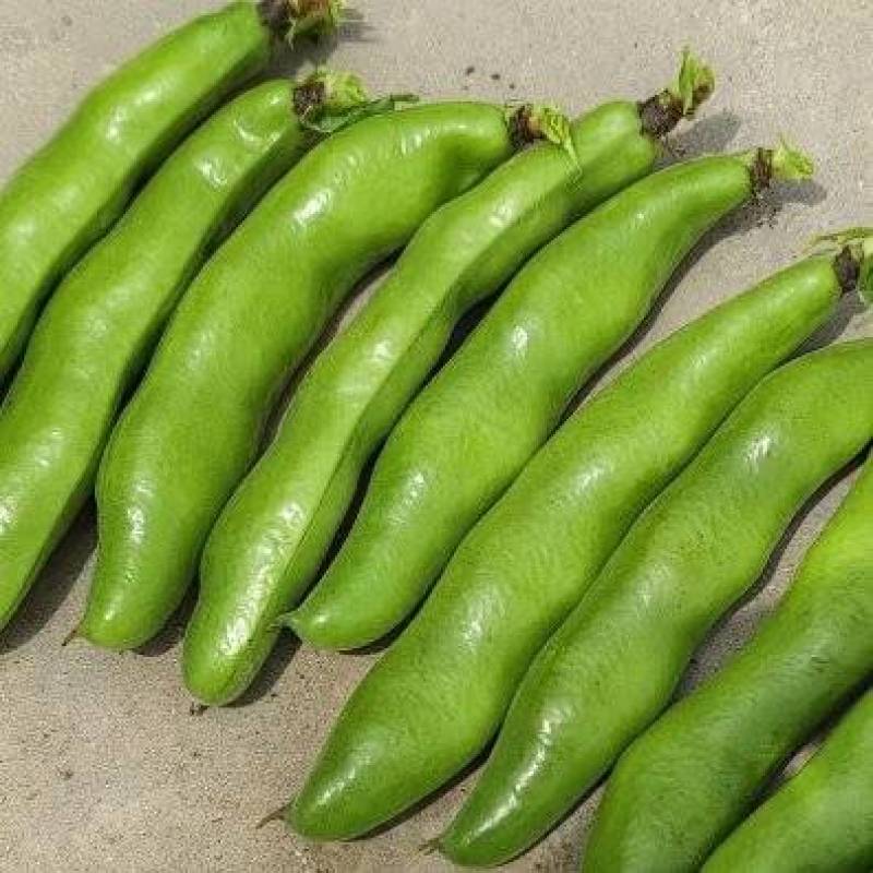 蚕豆优等品日本天蚕豆青豆福豆青豆基地直发