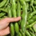 蚕豆优等品日本天蚕豆青豆福豆青豆基地直发