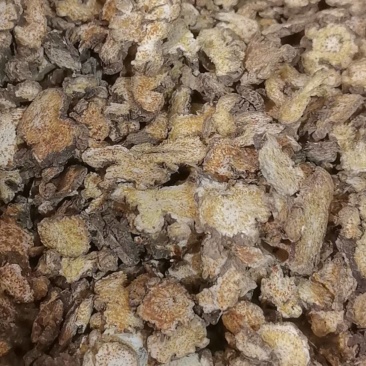 山东菏泽一手货源苍术质量好价格优对接全国市场欢迎购买