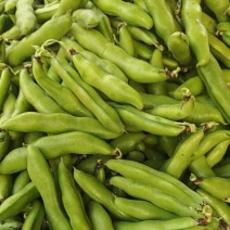 【江苏蚕豆】海门品蚕/带壳蚕豆新鲜鲜嫩罗汉豆胡豆兰花豆