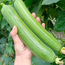 丝瓜，奶香丝瓜，一手货源，大量供应，量大从优