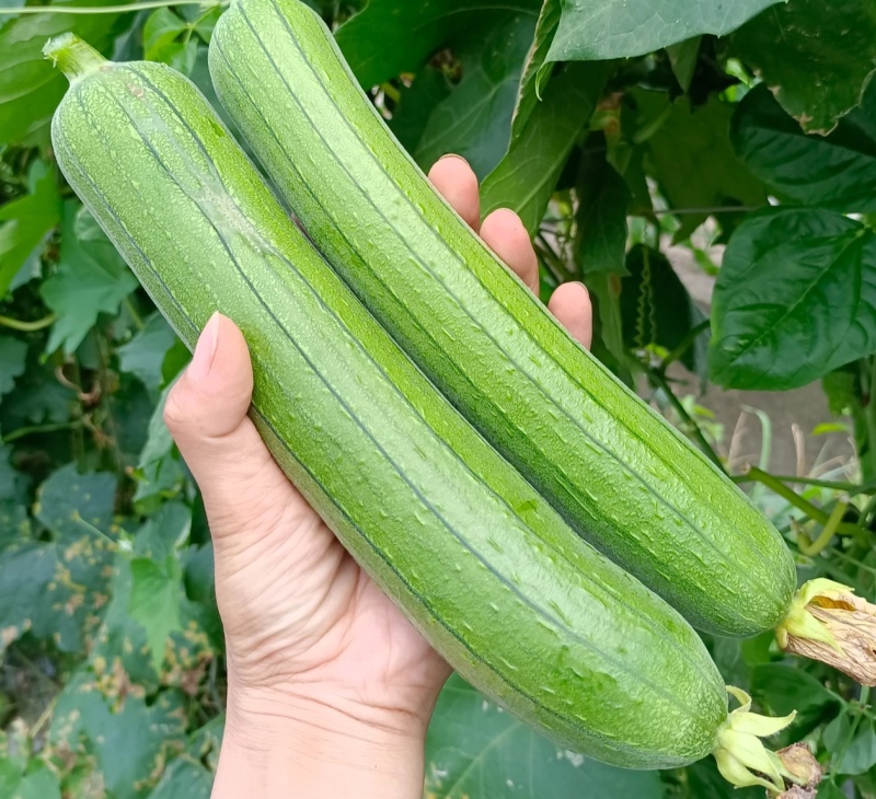 丝瓜，奶香丝瓜，一手货源，大量供应，量大从优