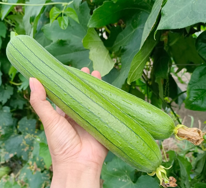 丝瓜，奶香丝瓜，一手货源，大量供应，量大从优
