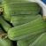 丝瓜，短棒肉丝瓜，基地直供，对接批发商，市场，电商，