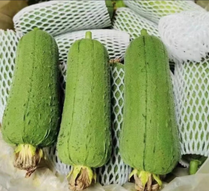 丝瓜，短棒肉丝瓜，基地直供，对接批发商，市场，电商，