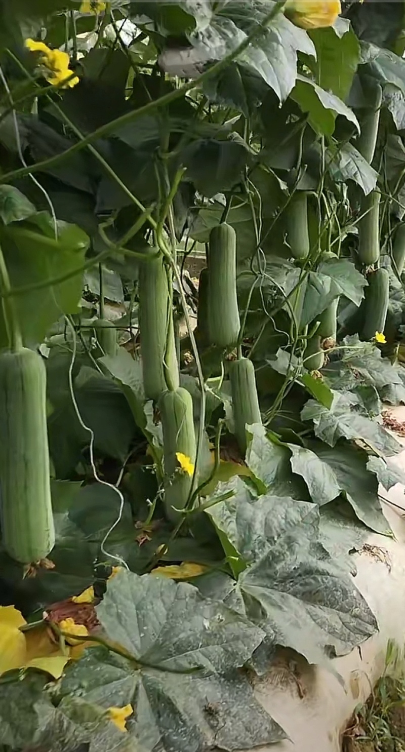 丝瓜，短棒肉丝瓜，基地直供，对接批发商，市场，电商，