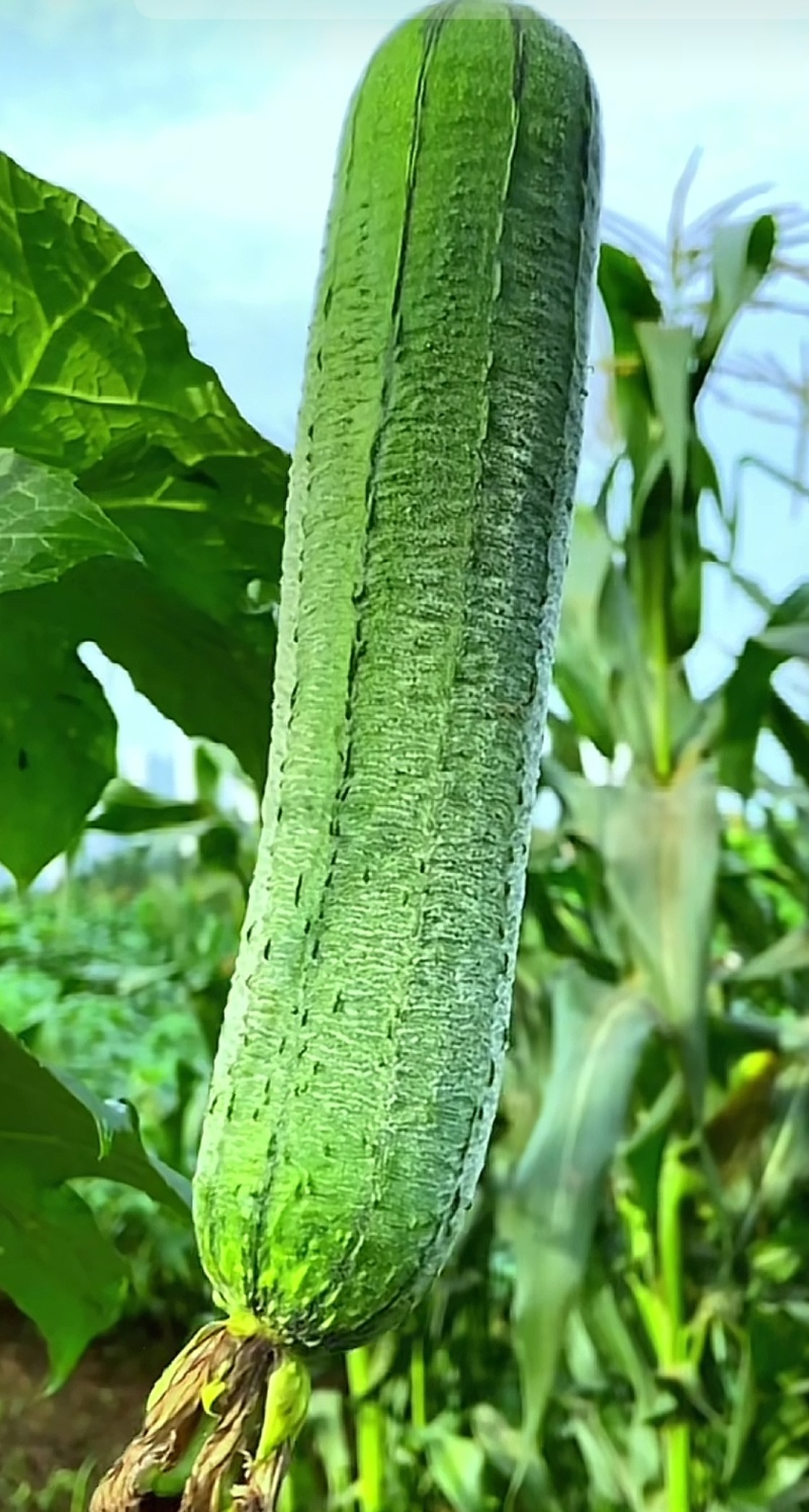 丝瓜，短棒肉丝瓜，基地直供，对接批发商，市场，电商，
