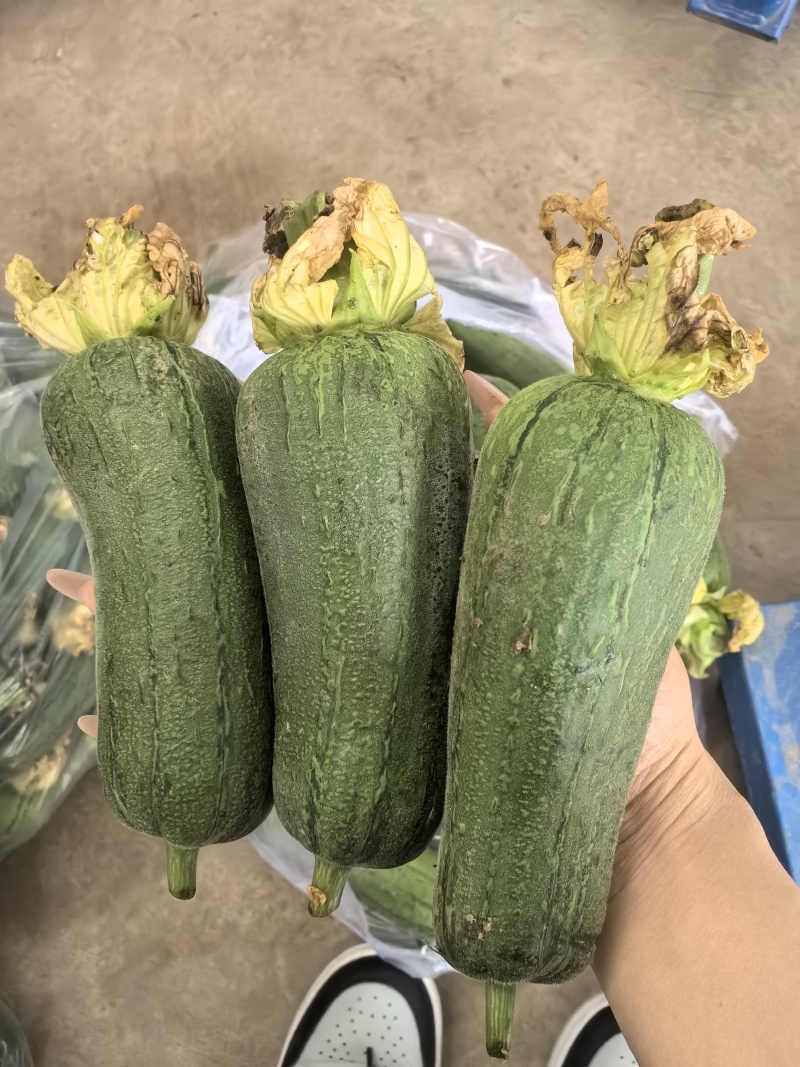 丝瓜，短棒肉丝瓜，基地直供，对接批发商，市场，电商，