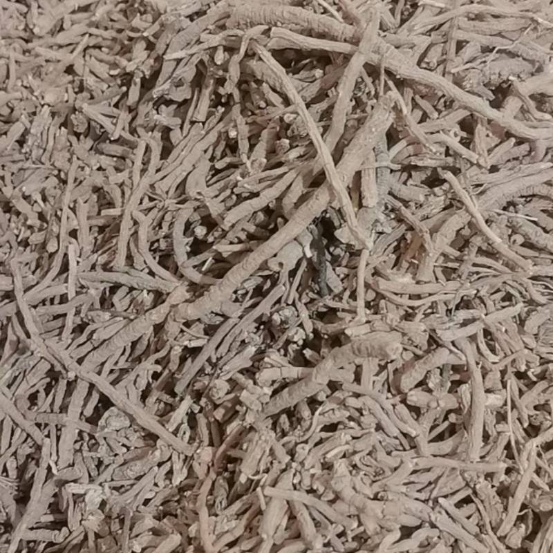 山东菏泽一手货源远志品质好价格优对接全国市场欢迎采购