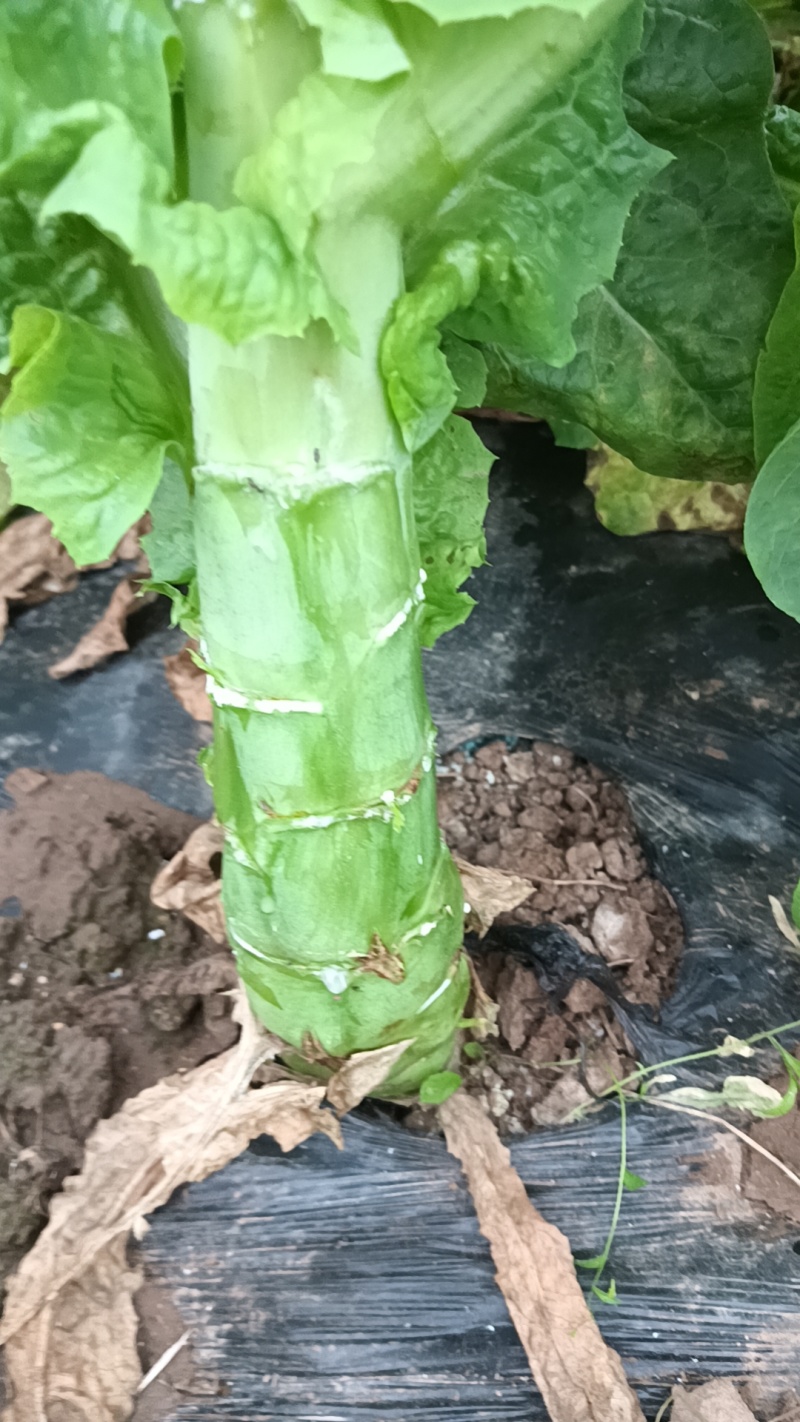 四川省南充基地种植红尖叶莴笋，食堂