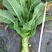四川省南充基地种植红尖叶莴笋，食堂