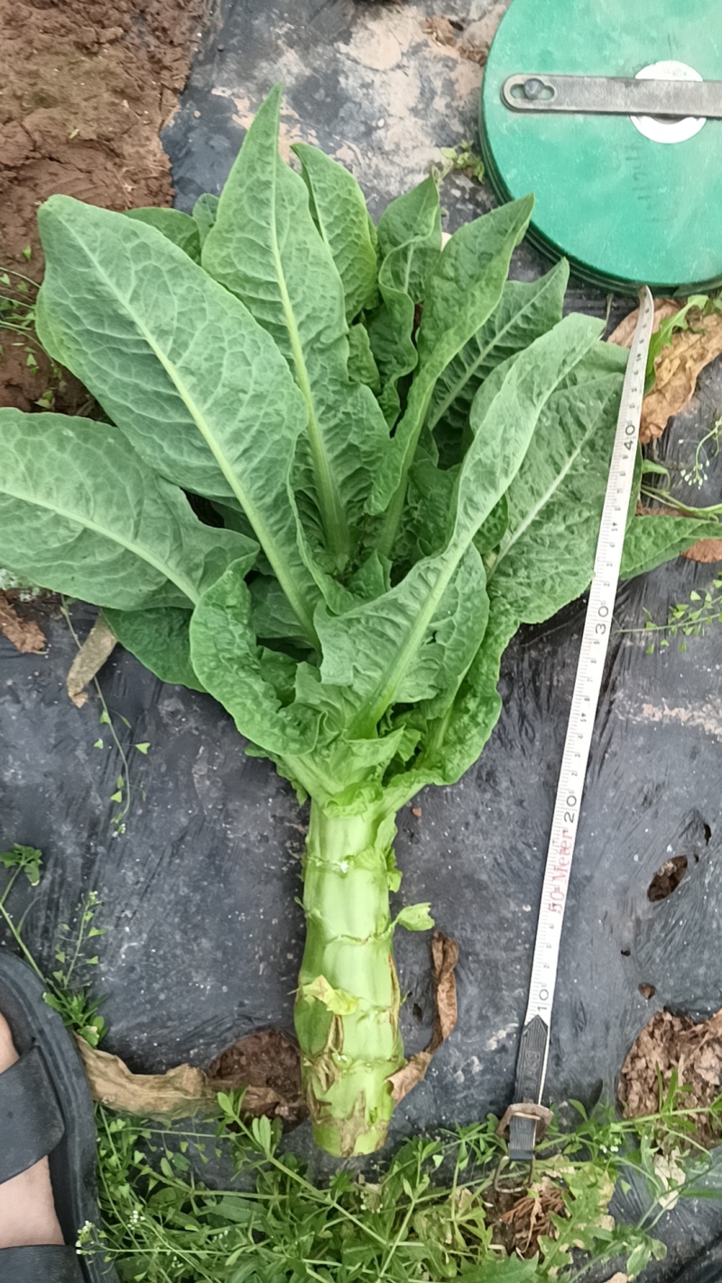 四川省南充基地种植红尖叶莴笋，食堂