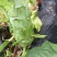 四川省南充基地种植红尖叶莴笋，食堂