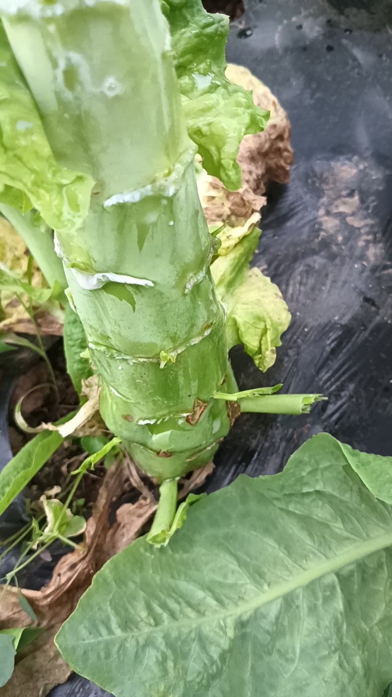 四川省南充基地种植红尖叶莴笋，食堂