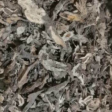 山东菏泽一手货源升麻品质好价格优对接全国市场欢迎采购